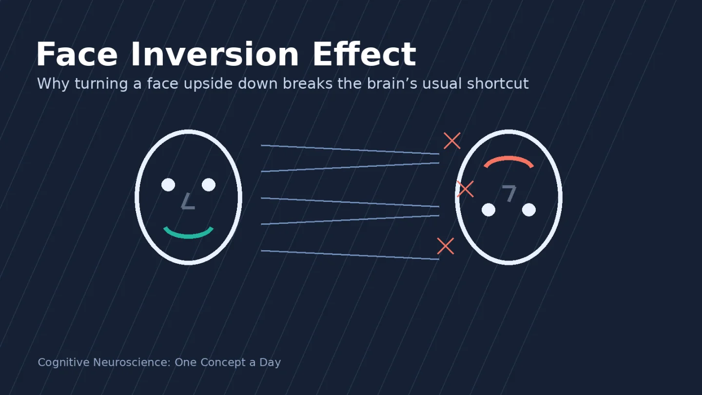 Face Inversion Effect: Why Upside-Down Faces Break the Brain's Shortcut