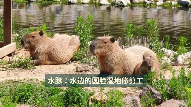 水豚一家在水边休息