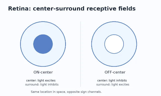 Two circular center-surround receptive fields, one ON-center and one OFF-center