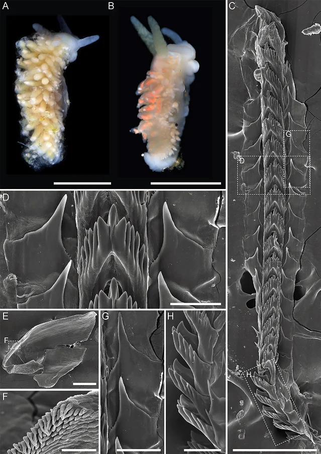 Mgueolia anastasiae sp. nov. and Mgueolia ninae sp. nov. — living photos of specimens collected in Diana Strait, Sea of Okhotsk, 221 m depth
