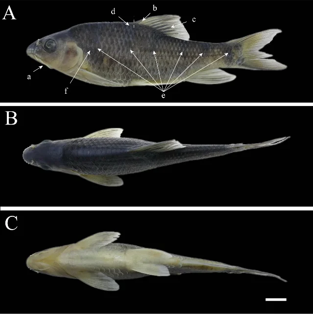 Acrossocheilus zhangjiajiensis holotype specimen — lateral view showing six bold black vertical bars on preserved body, with dorsal and ventral views annotated with key morphological characters