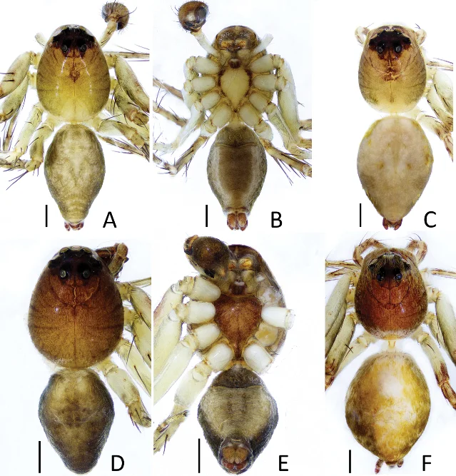 Hamataliwa jinlini and H. shufui holotypes — six panels showing dorsal and ventral habitus of male and female specimens, tan-brown carapace with pale longitudinal stripes, scale bars 0.5 mm