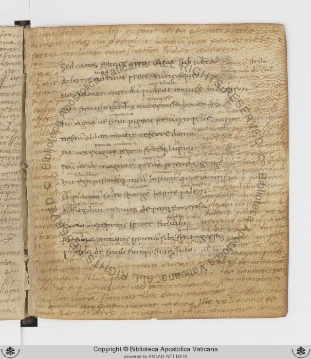 Folio 2r of Ott.lat.2857: the opening of Tibullus I.1, "Divitias alivs fvlvo sibi congerat," in humanistic cursive with dense marginal annotations