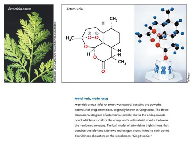 Artemisia and artemisinin illustration