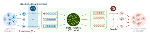 Arc Institute 的 State 模型结构图:左侧是从未受扰动的细胞群,经 State Embedding 与 State Transition 两个模块后由 Decoder 输出预测的受扰动细胞群