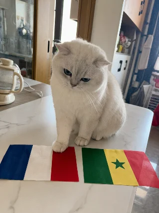 💙🧡❤️ 蓝白红法国旗，左爪按定了