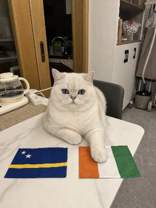 小贴的世界杯之旅 | 库拉索 vs 科特迪瓦 🐾