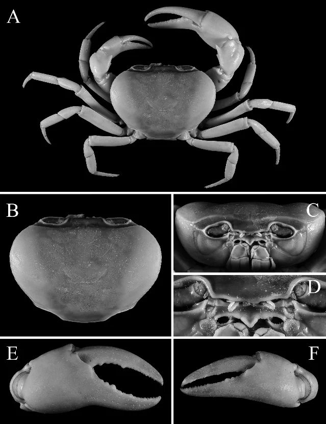 Grayscale figure plate showing the holotype crab of Thaiphusa reginamimus from dorsal, frontal, and claw views