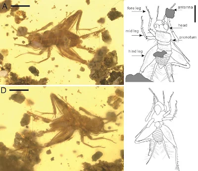 Holotype of Qiongqi multispurous sp. nov. (NIGP210185) in Kachin amber: dorsal view photograph (left) with annotated line drawing (right)