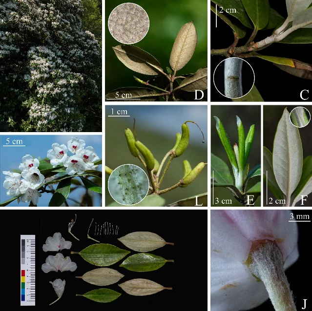 Rhododendron jiucaipingensis multi-panel: A. cliff habitat at 2,400–2,700 m; B. mature branches; C. new shoots with dense white tomentum; G. flowering plant; H–K. flower dissections showing stamens, calyx, and ovary