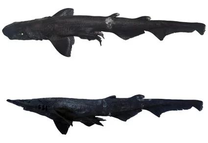 Apristurus drona sp. nov., two preserved specimens in lateral view: dorsal aspect (top) and ventral aspect (bottom) on white background