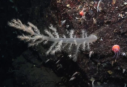 Aquaumbra aranea in situ, Fiordland fjord rock wall — pale branching soft coral colony with feathered polyps extended, a red jellyfish-like organism visible at upper right