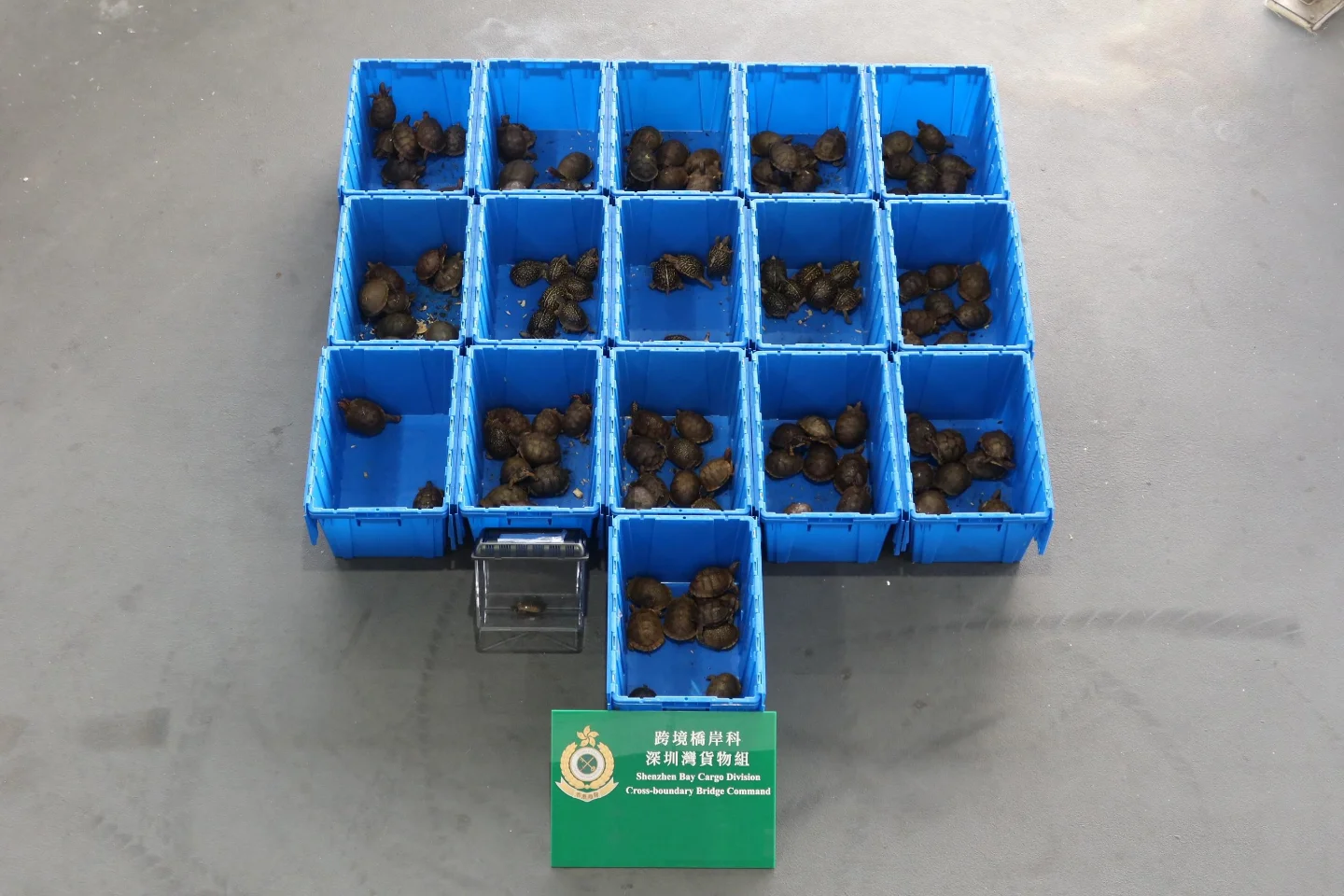 153 turtles packed in socks, gold squeezed from tubes