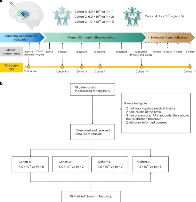 BBM-P002 Phase 1 trial design schematic: panel a shows the 12-month primary follow-up period with 18F-FDOPA PET imaging schedule; panel b shows CONSORT flow from 19 screened patients to 10 enrolled across 4 dose cohorts