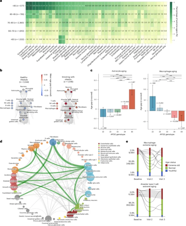 Cellular aging heterogeneity across individuals