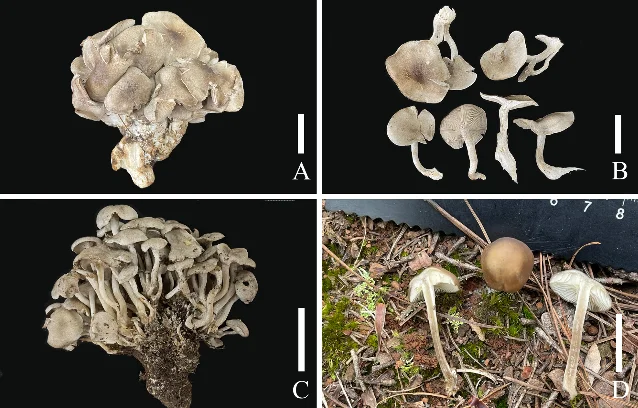 Four-panel figure showing clustered pale Lyophyllum mushrooms and an orange-capped specimen in forest litter