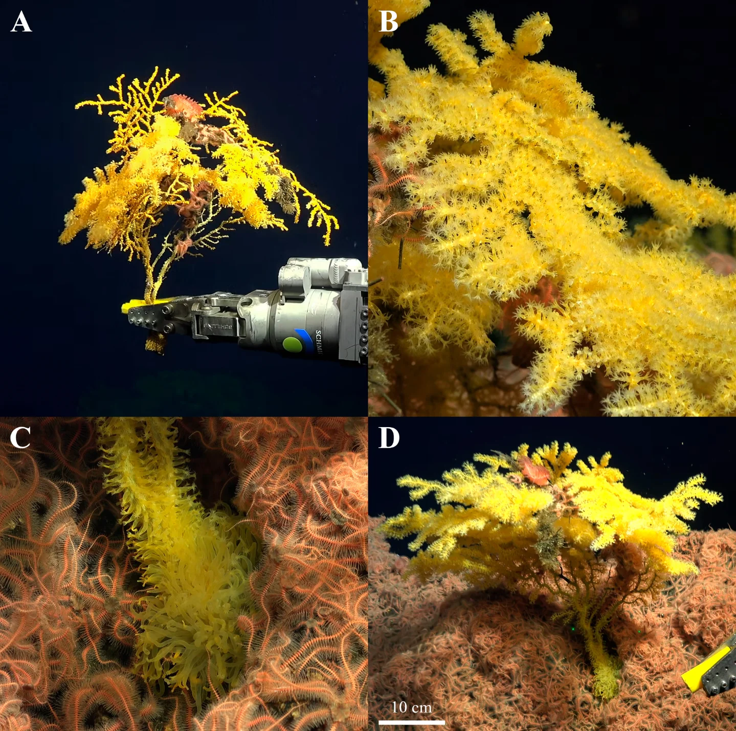 173 new species in one week