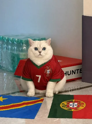 七号球童正式上岗！贴贴跟着C罗一起入场了🐾