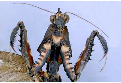 Parablepharis species — frontal view of head and raptorial forelegs showing serrated grasping spines