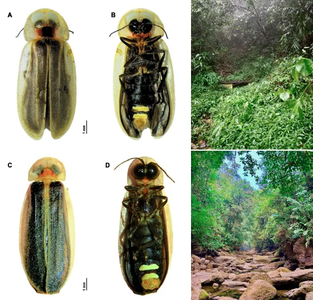 Diaphanes meghalayanus and D. mawlynnong general habitus: dorsal and ventral views of both species
