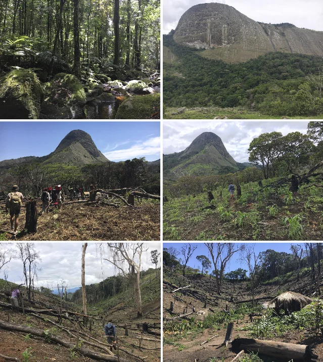 Mount Inago forest: intact canopy above, slash-and-burn clearing below