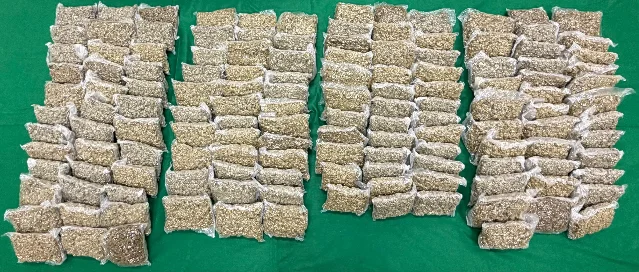 Rows of vacuum-sealed clear plastic bags filled with tan-brown cannabis buds, laid out in four columns on a green surface — the full 81.2kg seizure from HKIA, June 2026