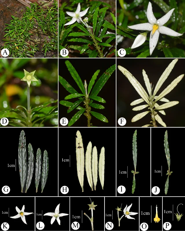 *Argostemma baotingense* taxonomic plate: habitat and whole-plant views (A–F), leaves showing silvery-white abaxial surface (G–H), inflorescence and flower details (K–P)