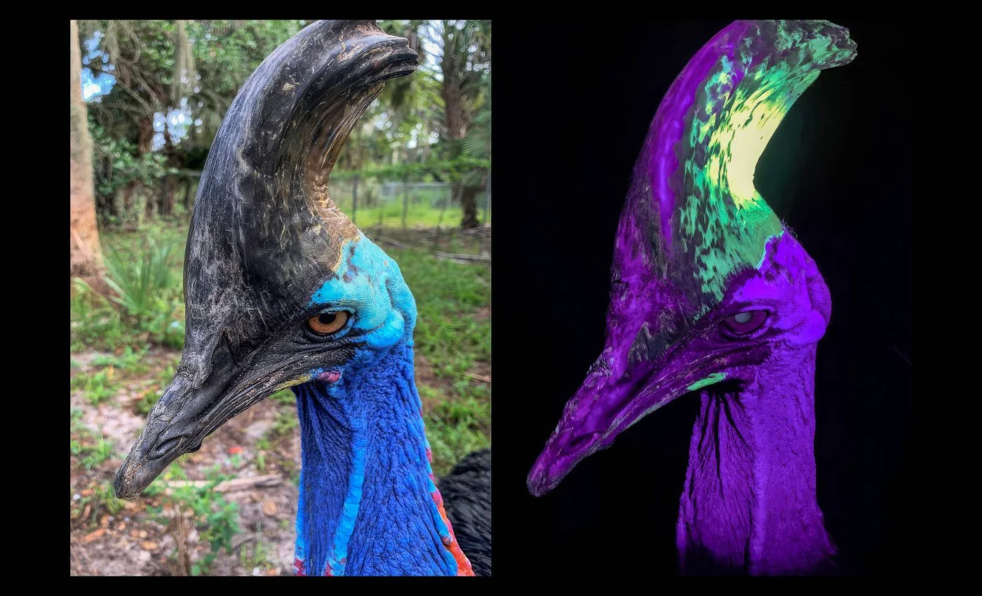 Bird surgery, mummy bread, and a glowing danger-bird — wackiest science, June 1–8