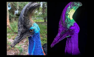 Bird surgery, mummy bread, and a glowing danger-bird — wackiest science, June 1–8