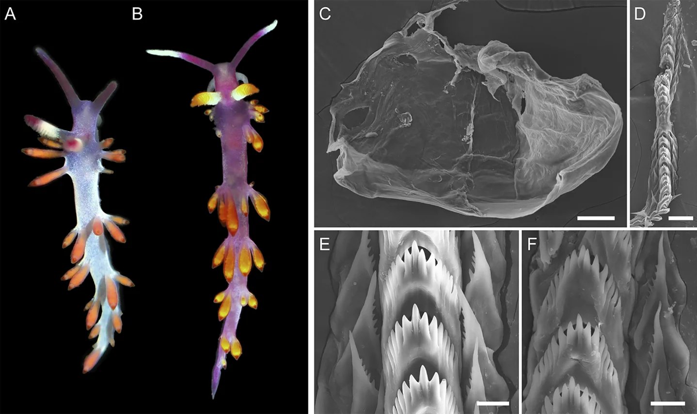 4 new nudibranchs named in a global Flabellinidae revision: a new genus for a Philippine sea goddess, and three striped deep-sea species from the Sea of Okhotsk