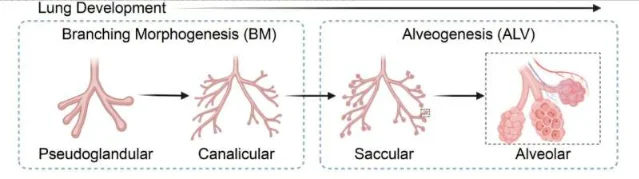 Sequential panels illustrating lung developmental stages: branching morphogenesis embryonic stage (left) and mature alveolar stage (right), with cancer cells reverting leftward