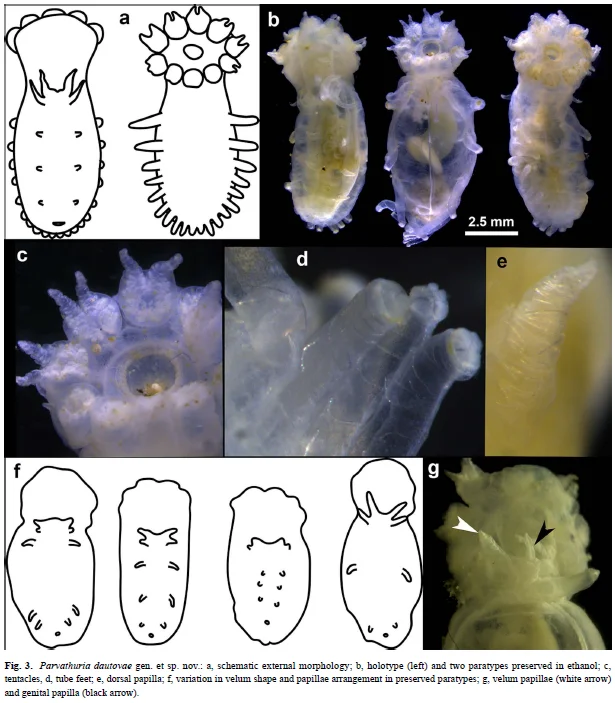 Parvathuria dautovae morphological illustration (Fig. 3): external view and selected anatomical details from Kremenetskaia et al. 2026
