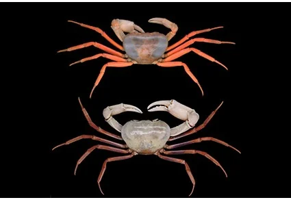 Two Tiwaripotamon karst crabs on black background — upper individual with orange-red legs and blue-grey carapace, lower with reddish-brown legs and pale carapace