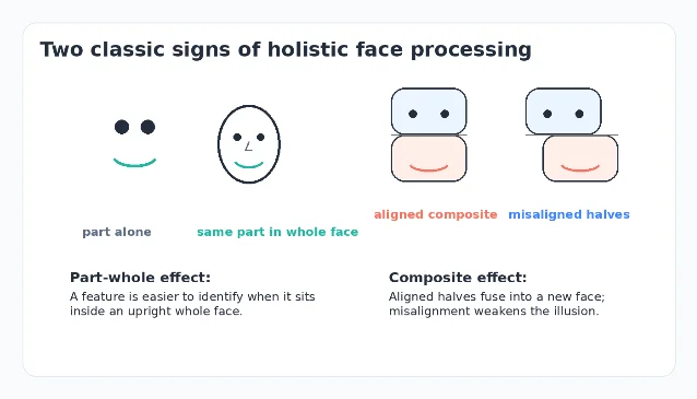Schematic of composite and part-whole face tests
