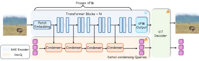 DecQ architecture: frozen VFM encoder with condenser modules extracting detail-condensing queries from intermediate layers, feeding into a dual-stream ViT decoder alongside patch tokens
