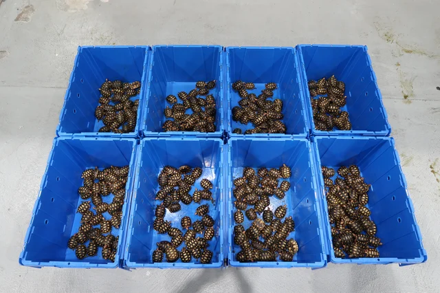 Blue plastic crates holding seized live turtles