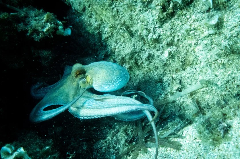 改写教科书的新种蓝色深海章鱼、湖南两头蛇与更多 | 全球新物种速报 5/26