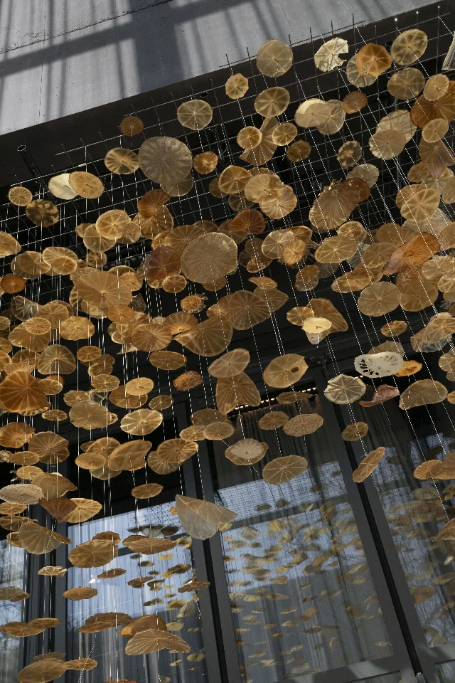 Suspended bacterial-cellulose biofilm forms