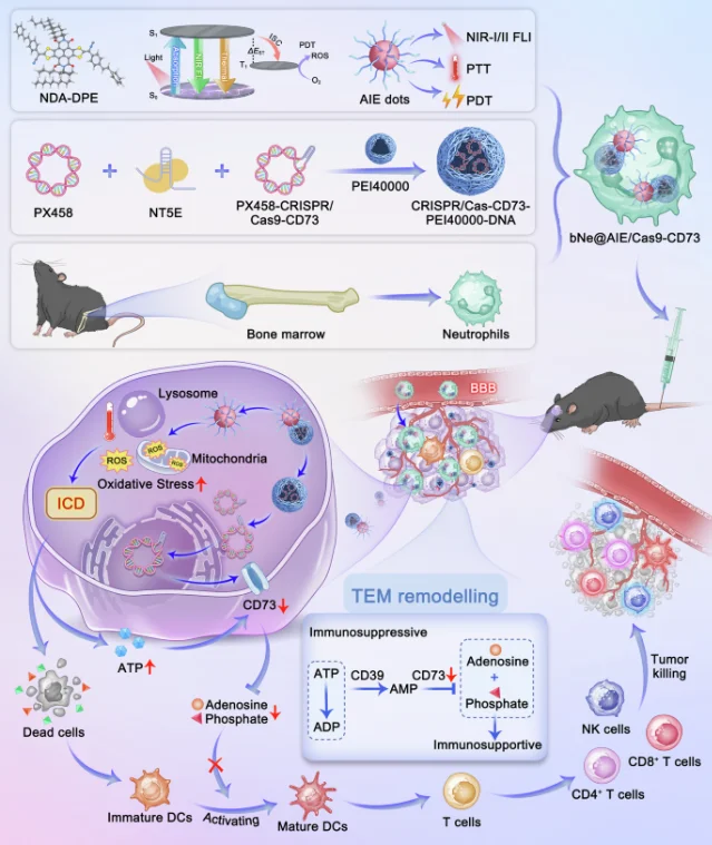 Schematic of the bNe@AIE/Cas9-CD73 nanoplatform: material preparation, blood-brain barrier penetration, tumor targeting, intracellular CRISPR/Cas9 silencing of CD73, and tumor microenvironment remodeling