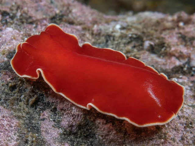 A vivid brick-red polyclad flatworm with pale cream body margin gliding across a coralline-encrusted intertidal boulder in shallow water