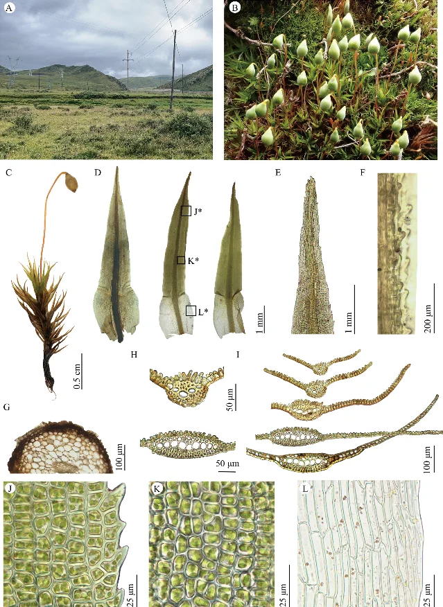 Timmia sanjiangyuanensis sp. nov. — habitat (panel A: high-altitude Sanjiangyuan plateau), plants in the field with sporophytes (panel B), individual plant with capsule (panel C), leaves with sheathing bases (panel D), leaf cross-section and cells (panels G–L), scale bars as indicated