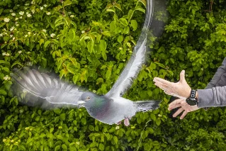 Pigeon livers, ghost eyes, and academia this week