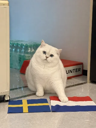 🇳🇱 红白蓝一铺好，小贴右爪就不走了