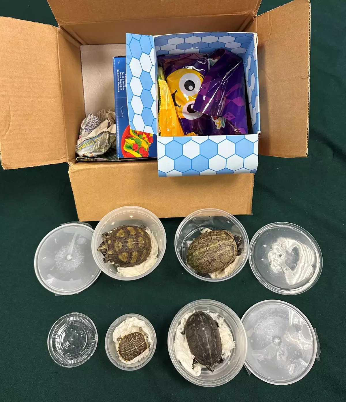 100,000 cockroaches and turtles in a toy box