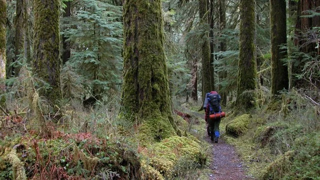 A hiker moves through the moss-draped old-growth maple forest of the Hoh Rain Forest