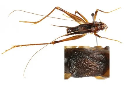 Matildacris gageae holotype pinned cricket, with thoracic close-up inset showing forewing surface
