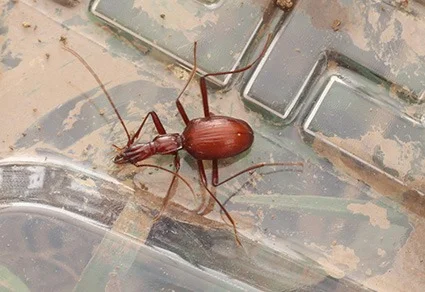 Zhijinaphaenops lianhuaensis live specimen — reddish-brown eyeless cave ground beetle with elongated legs and antennae, photographed on transparent plastic surface showing cave substrate texture