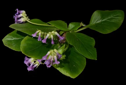 Primulina lipuensis specimen — clusters of tubular purple flowers over broad dark green leaves against black background