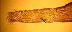 Hooked from the inside: meet Intraproboscis, the pangolin parasite that is also an evolutionary puzzle