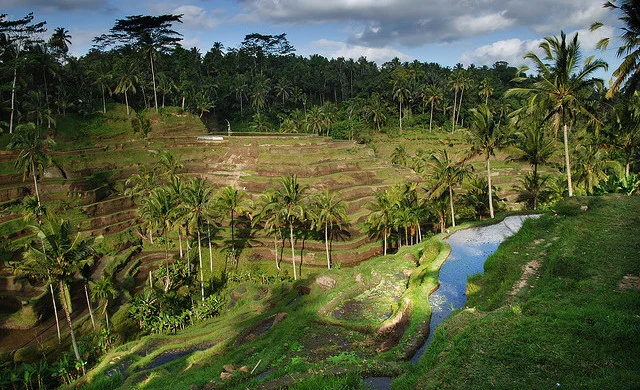 Bali rice terraces cascade down a hillside, tall palms and tropical jungle on the hillside, cloudy blue sky above